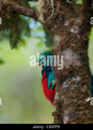 Resplendent Quetzal Pharomachrus Mocinno Hochland Costa Rica Stockfoto