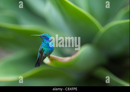 Grünes violett-Ohr Colibri Thalassinus männlichen Savegre costarica Stockfoto