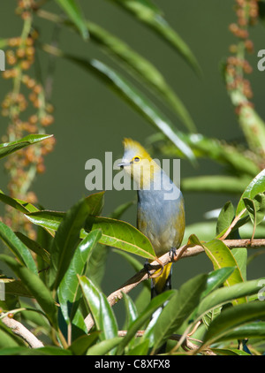 Long-tailed seidig Flycatcher Ptilogonys Caudatus Savegre Costa Rica Stockfoto