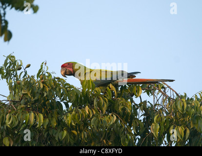 Große grüne Ara Ara Ambiguus La Selva Costa Rica März Stockfoto