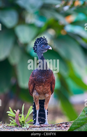 Große Hokkohühner Crax Rubra weibliche La Selva costarica Stockfoto