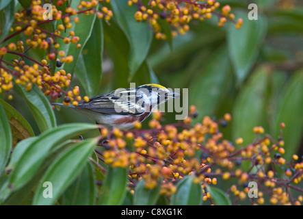 Kastanien-seitig Warbler Dendroica Pensylvanica männlichen La Selva costarica Stockfoto