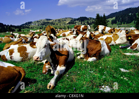 Braun weiße Kühe auf einer landwirtschaftlichen Flächen Stockfoto