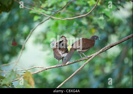 Grey-headed Chachalaca Ortalis Cinereiceps Rancho Naturalista Costa Rica Stockfoto