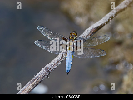 Breit-bodied Chaser Libellula Depressa männlichen Norfolk Stockfoto