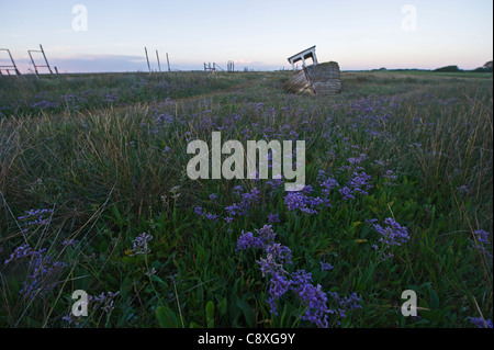 Strandflieder Limonium Vulgare Dornweiler Norfolk Sommer auf Salzwiesen wachsen Stockfoto