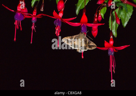 Silber Y Moth Autographa Gamma Fütterung auf Fuschia Blumen nachts im Garten Norfolk Sommer Stockfoto