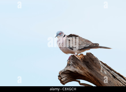 Afrikanische Trauer Taube Streptopelia Decipiens Kenia in Ostafrika Stockfoto