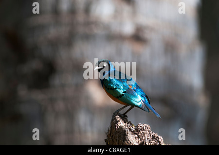 Superb Starling Glanzstare Superbus DSamburu Kenia in Ostafrika Stockfoto