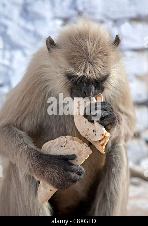 Graue Languren Affen essen ein Chapati (indisches Brot). Pushkar. Rajasthan. Indien Stockfoto