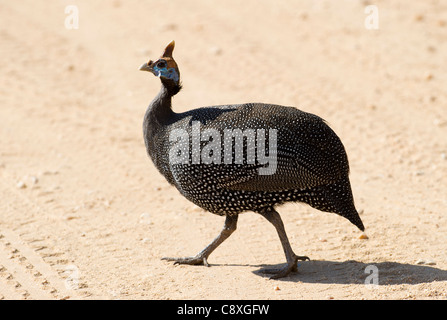 Behelmter Guineafowl Numida Meleagris Samburu, Kenia Stockfoto