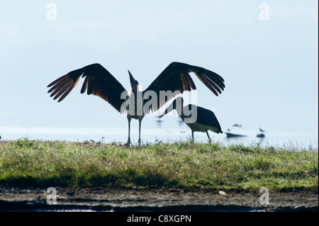 Marabou Storch Leptoptilos Crumeniferus Lake Nakuru, Kenia Stockfoto