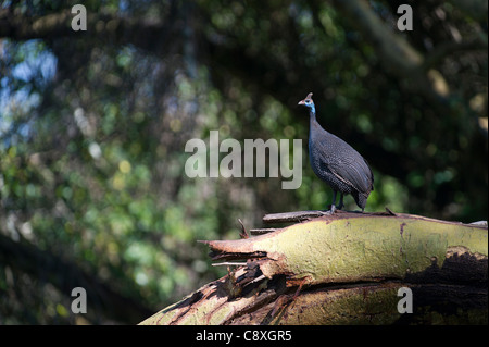 Behelmter Guineafowl Numida Meleagris Samburu, Kenia Stockfoto