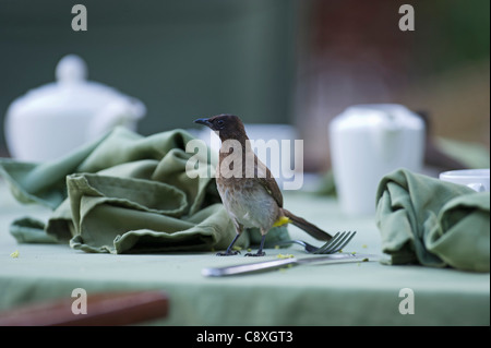 Gemeinsamen Bulbul Pycnonotus Barbatus Masai Mara Kenia Stockfoto