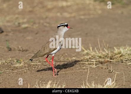 Gekrönte (Regenpfeifer) Kiebitz Vanellus Coronatus; Kenia; Stockfoto