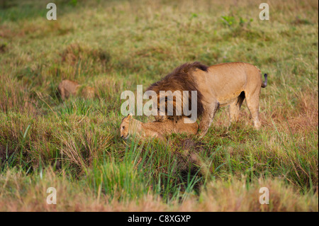 Löwe Panthera Leo männlich spielt mit jungen Marsh stolz Masai Mara Kenia Stockfoto