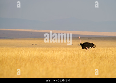 Gemeinsamen Strauß Struthio Camelus männlichen Masai Mara Kenia Stockfoto