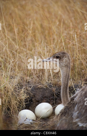 Gemeinsamen Strauß Struthio Camelus bei weiblichen nisten auf Masai Mara Kenia Stockfoto