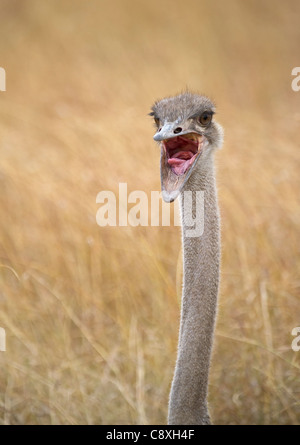 Gemeinsamen Strauß Struthio Camelus bei weiblichen nisten auf Masai Mara Kenia Stockfoto