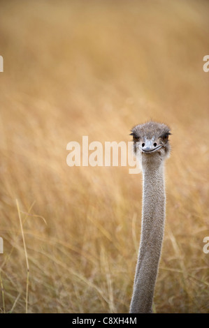 Gemeinsamen Strauß Struthio Camelus bei weiblichen nisten auf Masai Mara Kenia Stockfoto