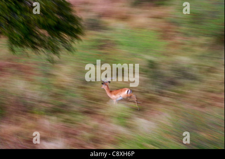 Grant es Gazelle Nanger Granti Luftaufnahme Masai Mara Kenia Stockfoto