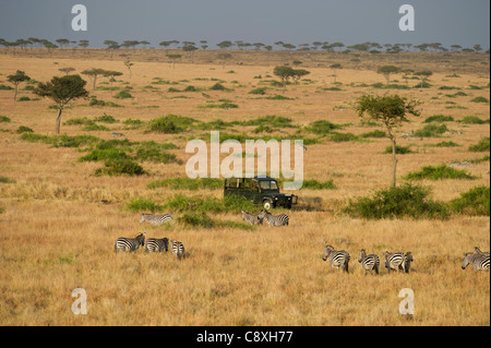 Luftbild von Ebenen Zebra Equus Quagga und Safari-Fahrzeug Masai Mara Kenia Stockfoto