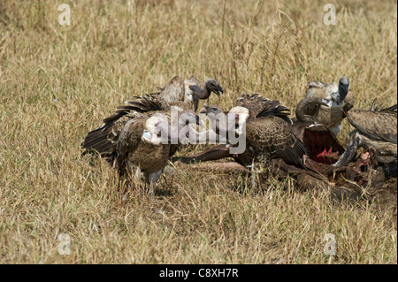 Ruppell der Griffon Geier abgeschottet Rueppellii am Kadaver Masai Mara Kenia Stockfoto