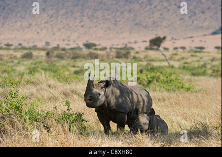 Black Rhinoceros Diceros Bicornis Mutter und Kalb Masai Mara Kenia Stockfoto