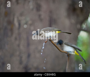 Gemeinsamen Bulbul Pycnonotus Barbatus Masai Mara Kenia Stockfoto