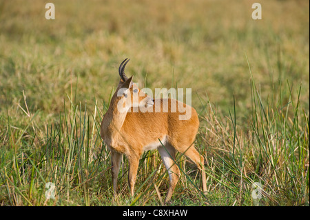 Bohor andere Redunca Redunca Masai Mara Kenia Stockfoto