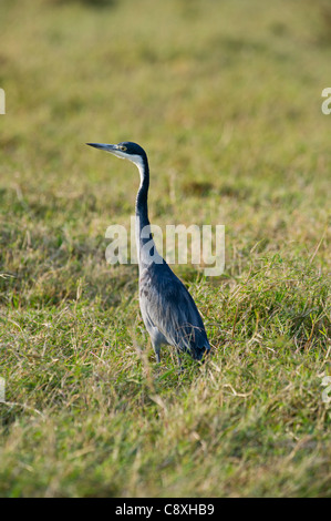 Black-headed Heron Ardea Melanocephala Masai Mara Kenia Stockfoto