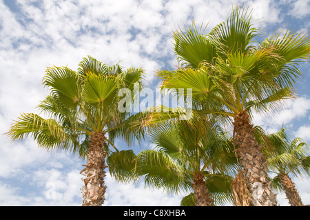 Gruppe von hohen Palmen und ein blauer Himmel mit kleinen weißen Wolkenmuster Stockfoto