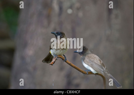 Gemeinsamen Bulbul Pycnonotus Barbatus Masai Mara Kenia Stockfoto