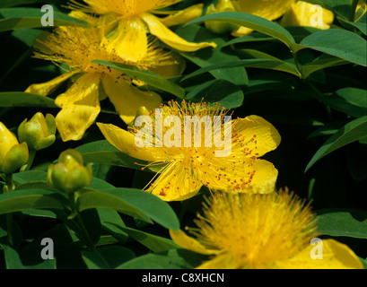 Rose von Sharon (Hypericum Calycinum) Blumen Stockfoto