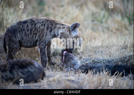 Hyäne Crocuta Crocuta mit jungen Welpen Masai Mara Kenia entdeckt Stockfoto