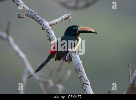 Beschrifteten Aracari Pteroglossus Inscriptus in der Nähe von Puerto Maldonado peruanischen Amazonas Stockfoto