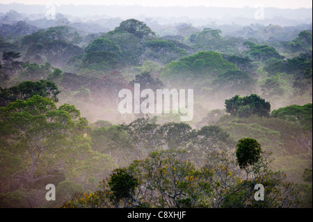 Blick über die Baumkronen des amazonischen Regenwaldes in der Morgendämmerung Tambopata Peru Stockfoto