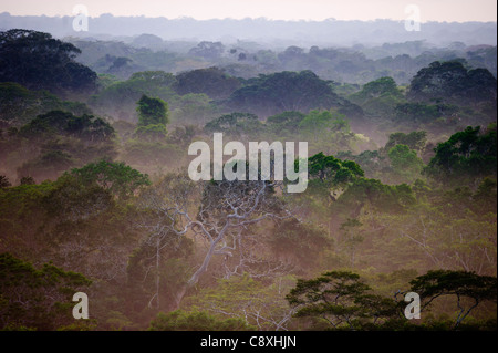 Blick über die Baumkronen des amazonischen Regenwaldes in der Morgendämmerung Tambopata Peru Stockfoto