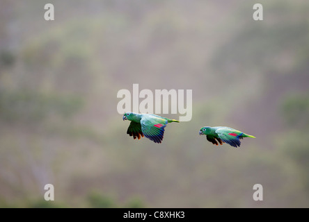 Mehlig Parrot Amazona Farinosa fliegen über den Baumkronen des Amazonas Regenwald Tambopata Peru Stockfoto