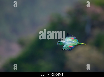 Mehlig Parrot Amazona Farinosa fliegen über den Baumkronen des Amazonas Regenwald Tambopata Peru Stockfoto