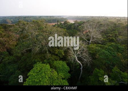 Blick über die Baumkronen des amazonischen Regenwaldes in der Morgendämmerung Tambopata Peru Stockfoto