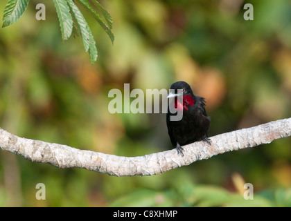 Lila-throated Fruitcrow Querula Purpurata Amazonas Peru Stockfoto