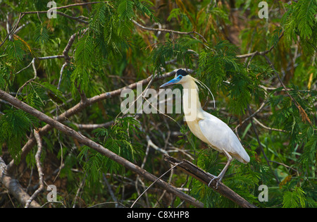 Angeschnittene Ärmel Heron Pilherodius Pileatus Tambopata peruanischen Amazonas Stockfoto