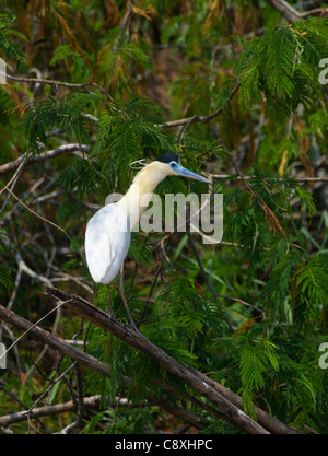 Angeschnittene Ärmel Heron Pilherodius Pileatus Tambopata peruanischen Amazonas Stockfoto