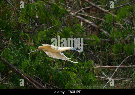 Angeschnittene Ärmel Heron Pilherodius Pileatus Amazonas Peru Stockfoto