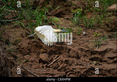 Angeschnittene Ärmel Heron Pilherodius Pileatus Tambopata peruanischen Amazonas Stockfoto