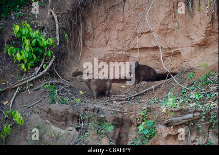 Capybara Hydrochoerus Hydrochaeris auf eine Salzlecke am Ufer des Flusses am Tambopata im Amazonasbecken Peru Stockfoto