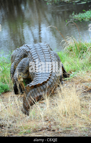 Nil-Krokodil (Crocodylus Niloticus) in Imire Safari Ranch Leben. Zimbabwe. Stockfoto