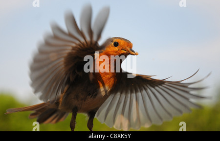 EIN ROTKEHLCHEN FLIEGT IN MEHLWÜRMER AUS EINER FOTOGRAFEN-HAND IN PORTCHESTER, HANTS ERNÄHREN. Stockfoto