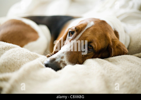 USA, Illinois, Washington, Bassett Hound auf Bett liegend Stockfoto